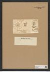 Asteromphalus centraster Schsut. (de-Toni-Nr.: Genus 236, Species 5681) Zeichnungen Sammlung Grunow Nr. 9671 (NHMW-BOT-W0379607)